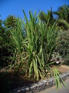 Saccharum officinarum Sugarcane, Purple Sugar Cane